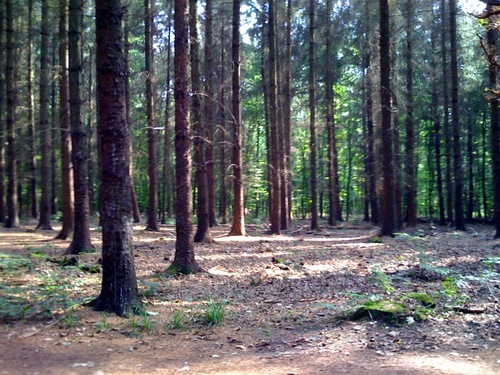 /schnipsel/200808-aug-2008/13-der-wald/VOVEromLdcr8zx1uyHbfazw4_500.jpg