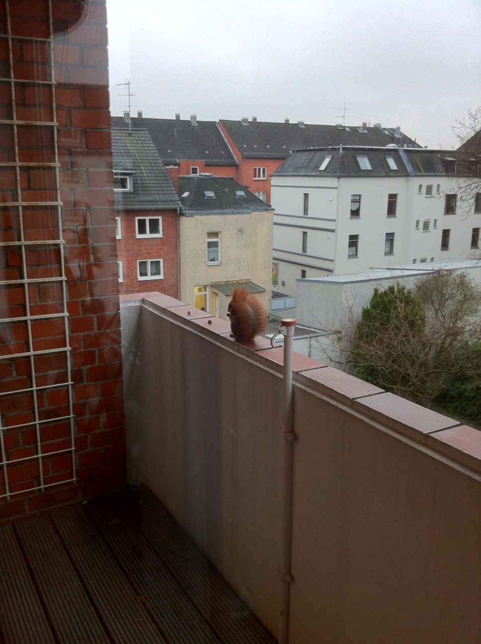 /schnipsel/201012-dez-2010/03-eichhoernchen-alarm/tumblr_ldaefwqL8o1qznfap.jpg