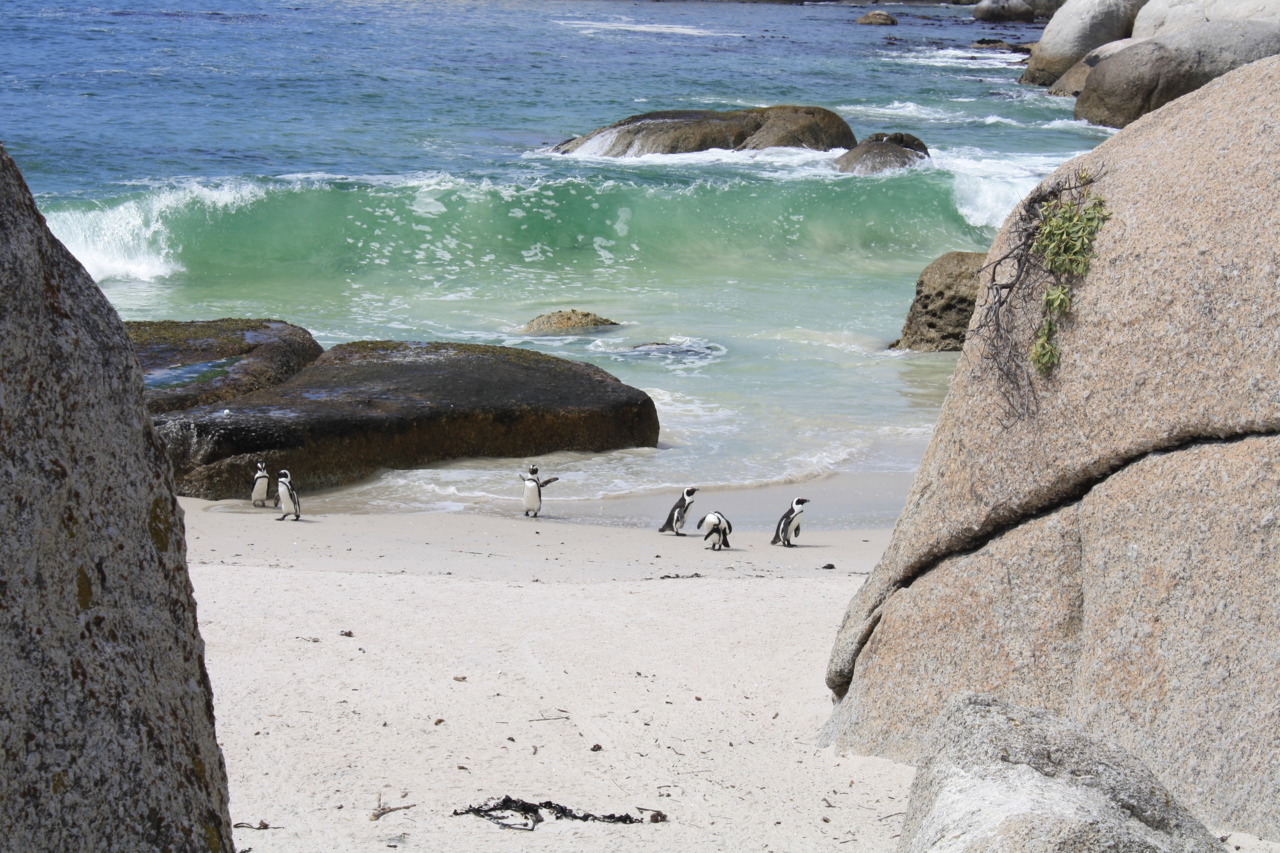 /schnipsel/201103-mar-2011/47-und-noch-ein-paar-nachzuegler-pinguine-am-kap-der-guten-hoffnung/tumblr_lipyez8xPB1qznfapo1_1280.jpg