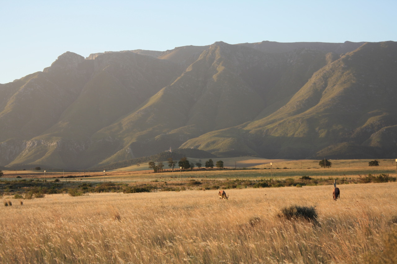 /schnipsel/201103-mar-2011/49-bontebok-park-mit-bonteboks/tumblr_lipyhaokXG1qznfapo1_1280.jpg