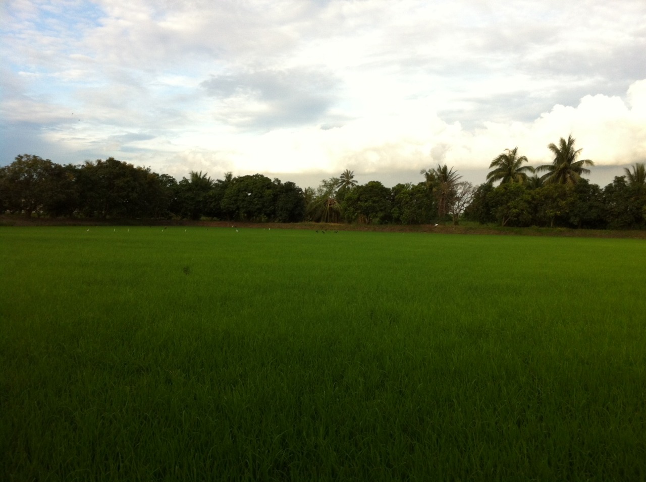 /schnipsel/201107-jul-2011/18-typisches-reisfeld-in-thailand/tumblr_loxa4j6VO51qznfapo1_1280.jpg