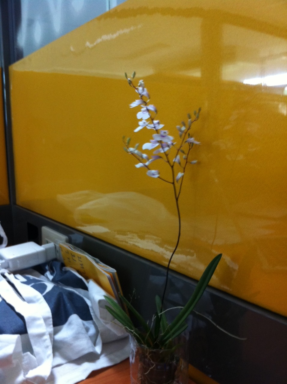 /schnipsel/201108-aug-2011/02-schreibtischorchidee/tumblr_lpbzxpB46t1qznfapo1_1280.jpg