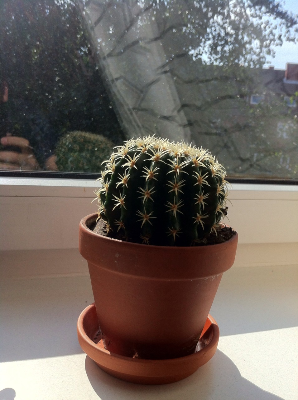 /schnipsel/201108-aug-2011/07-mein-neuer-kaktus-lebt-noch-immer/tumblr_lqc1shGxmD1qznfapo1_1280.jpg