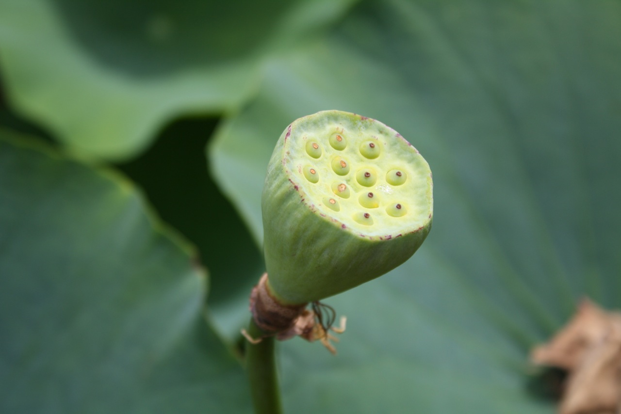 /schnipsel/201110-oct-2011/08-lotusbluete/tumblr_lsi45sTXk71qznfapo1_1280.jpg