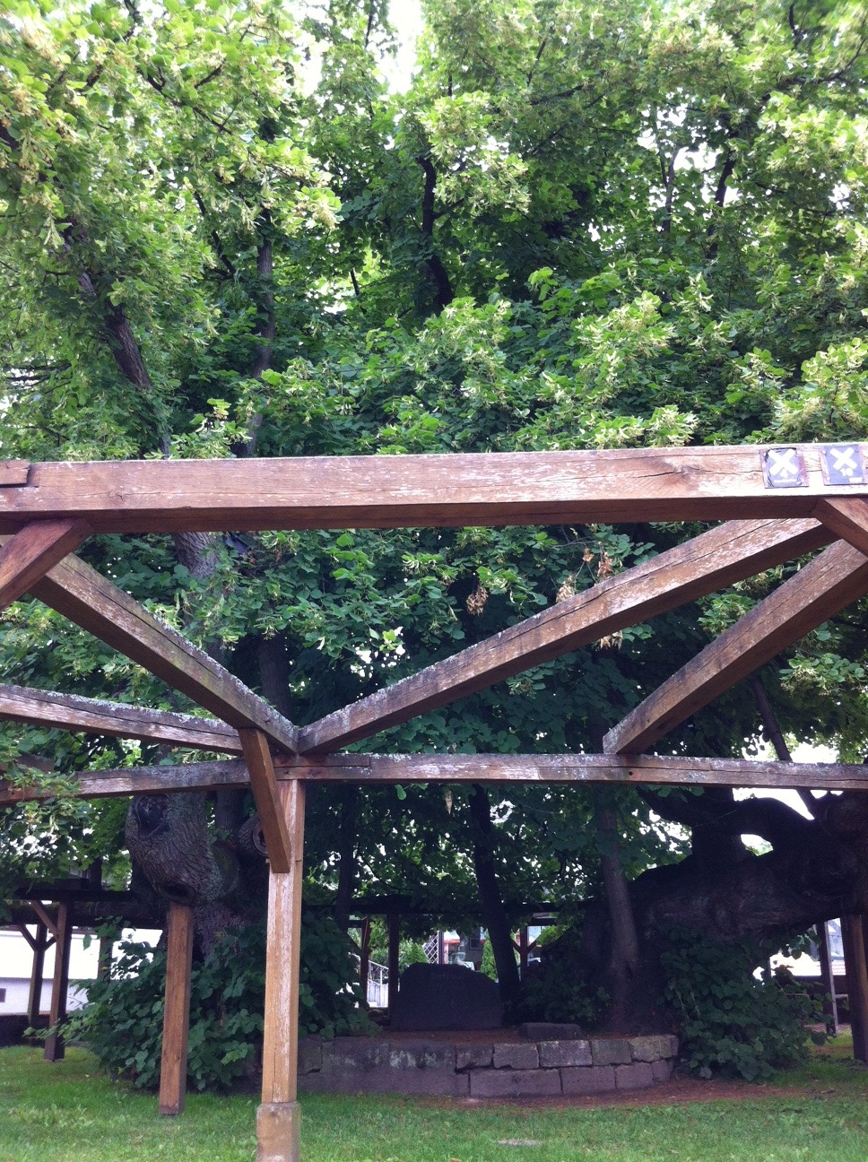 /schnipsel/201207-jul-2012/01-aeltester-baum-deutschlands-gepflanzt-760/tumblr_m6h9rzX19D1qznfapo1_1280.jpg