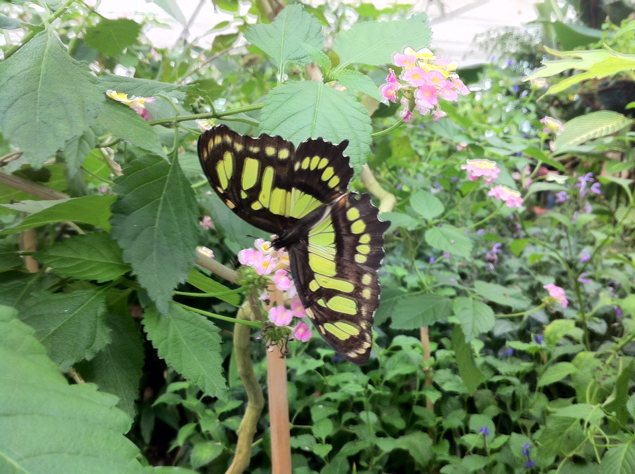 /schnipsel/201208-aug-2012/03-haus-der-schmetterlinge-in-friedrichsruh/tumblr_m8ftagVSXL1qznfapo1_1280.jpg