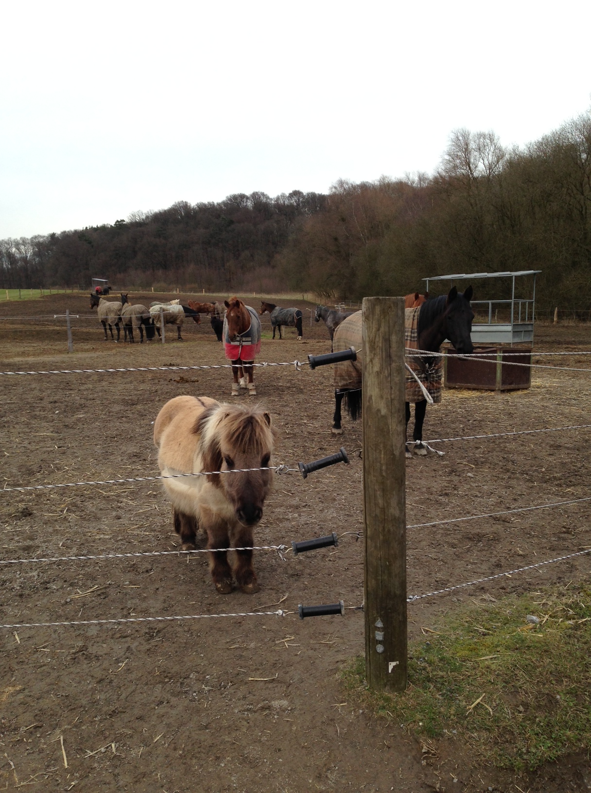 /schnipsel/201303-mar-2013/17-die-emilia-unter-den-pferden/Foto.JPG