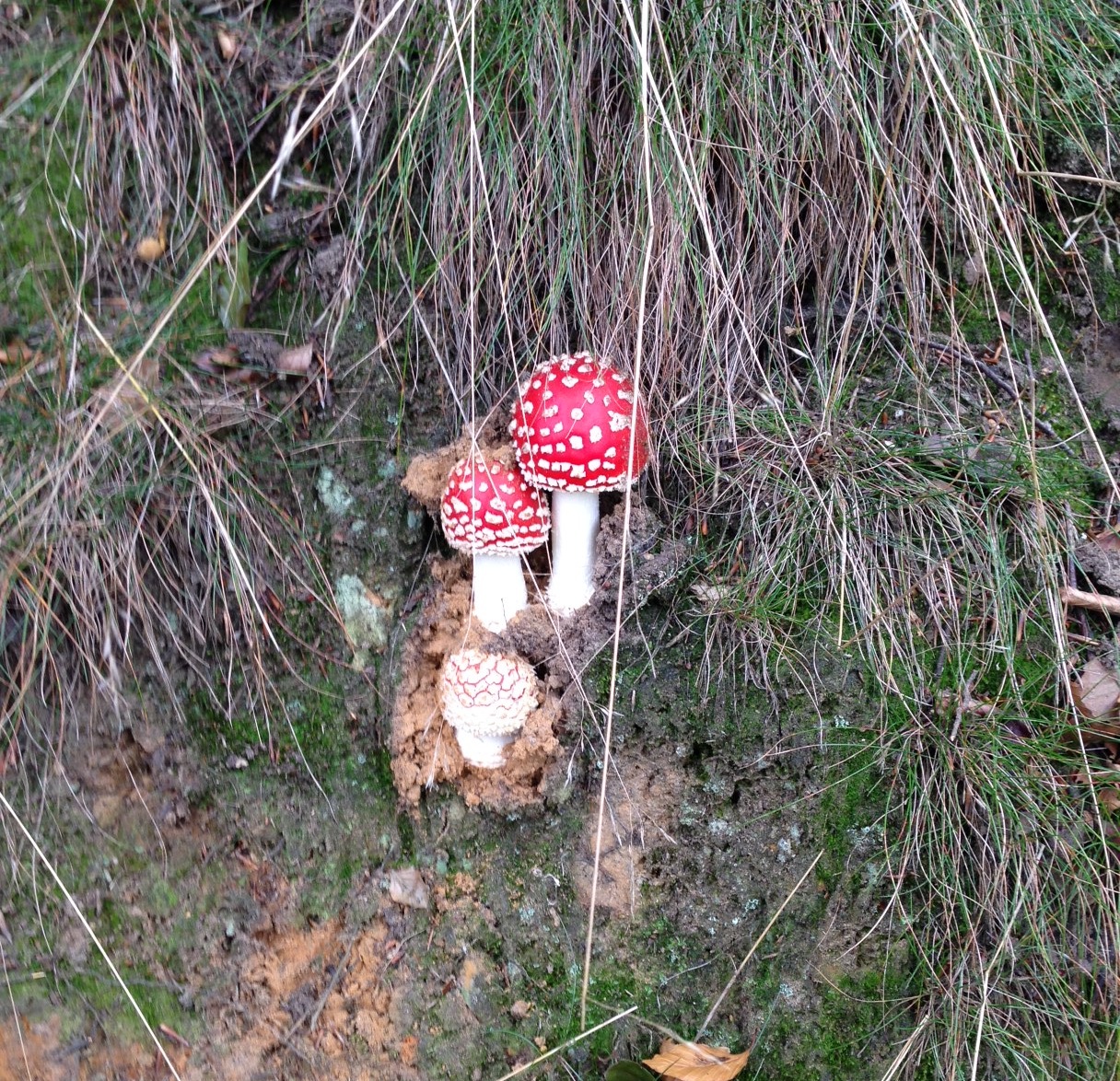 /schnipsel/201310-oct-2013/02-heute-gibt-es-pilzsuppe/Foto.JPG