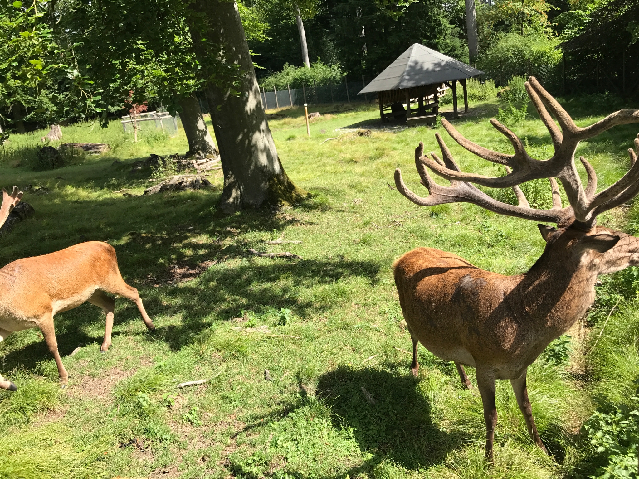 /schnipsel/201707-juli-2017/20170715-im-wildpark/img_7094.jpg